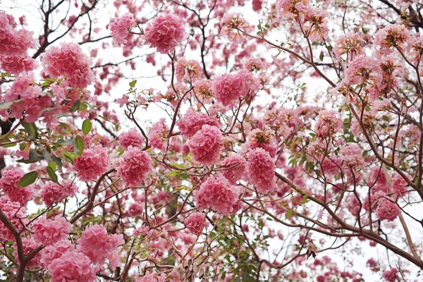 Όμορφη Tabebuia Rosea Τρομπέτα Δέντρα Ανθίζουν Άνοιξη Σεζόν Ροζ Λουλούδι — Φωτογραφία Αρχείου