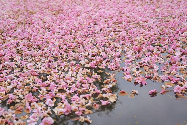 Осінь Рожева Квітка Повністю Поверхні Води Відкритому Повітрі — стокове фото