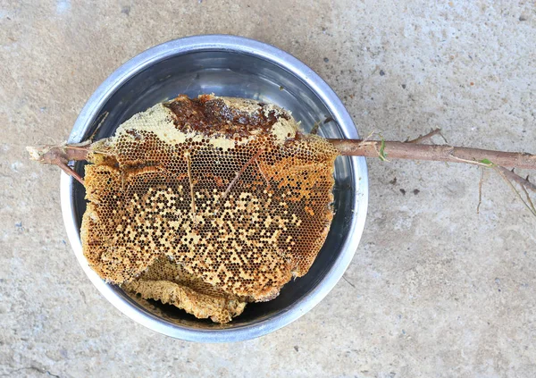 Hela Boet Bikupa Vilda Honeycomb Stick Trädgren Från Bin Svärm — Stockfoto