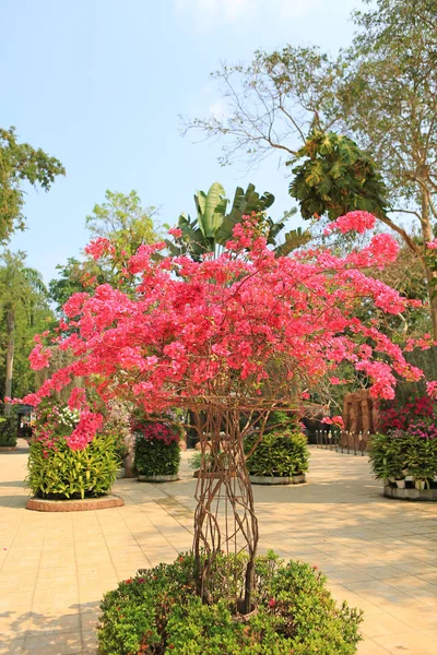 Pink Bougainvillea Бумажный Цветок Саду — стоковое фото