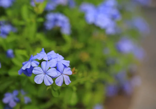 Close Cape Leadwort Plumbago Auriculata Flower Garden Selective Focus — Stock Photo, Image