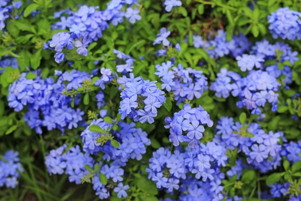 Close Cape Leadwort Plumbago Auriculata Flower Garden — Stock Photo, Image