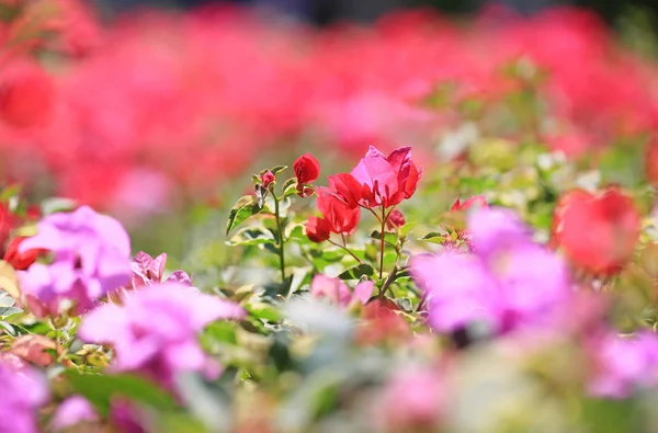 Bougainvillea Papier Bloem Roze Kleur — Stockfoto