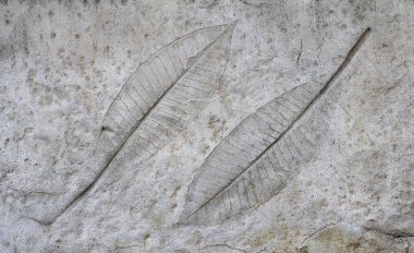 Çimento dokusu arka planında yaprak