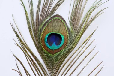 Tavus kuşu tüyü beyaz zemin üzerine