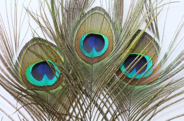 Peacock Feather Witte Achtergrond — Stockfoto