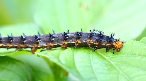 A caterpillar eating a leaf