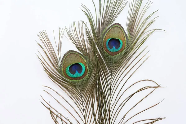 Peacock Feather Witte Achtergrond — Stockfoto