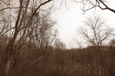 Kuru ağaç dalları orman arka planda