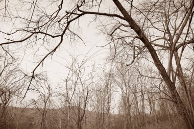 Kuru ağaç dalları orman arka planda