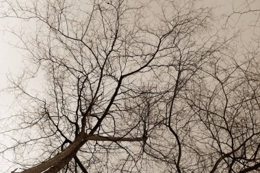 Kuru ağaç dalları orman arka planda