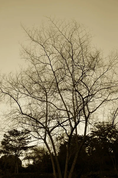 Сухі Гілки Дерева Фоні Лісу — стокове фото