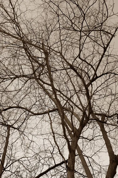 배경에서 나뭇가지 — 스톡 사진