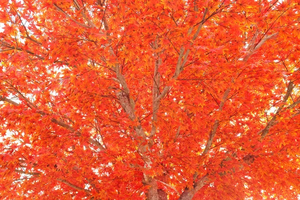 Árbol Arce Artificial Hojas — Foto de Stock