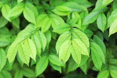 Taze yeşil doğa ağacı arka planda kalır. Doğal arkaplan.