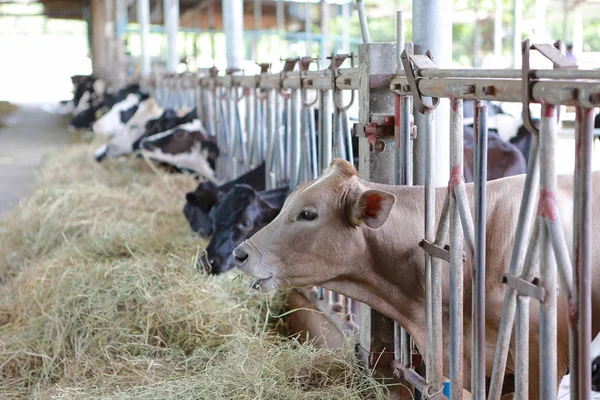 Vaches Mangeant Foin Dans Ferme Thaïlande Étable Vaches Laitières Lait — Photo