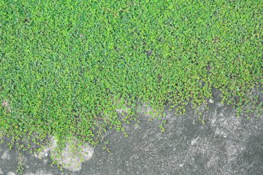 Çimento arka planında yeşil yapraklar. Üst görünüm.