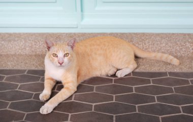 Kedi Tayland. Sevimli sarı çizgili kedi yerde yatıyor ve kameraya bakıyor..