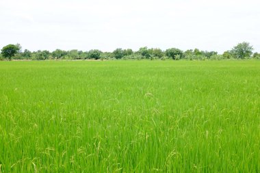 Pirinç tarlalarında taze yeşil pirinç.