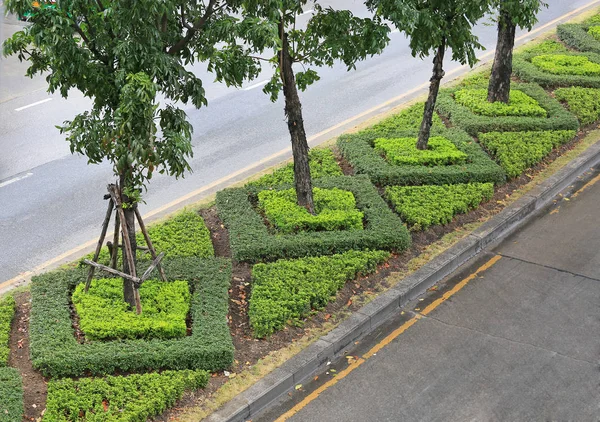 交通島の街の道路のための美しい木が並ぶ装飾 — ストック写真