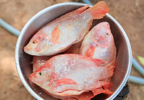 Çiğ Kırmızı Tilapia Balığı Kasede Tuz — Stok fotoğraf