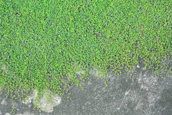 Çimento arka planında yeşil yapraklar. Üst görünüm.