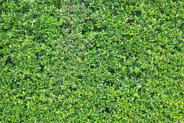 녹색은 배경으로 장식용 잎사귀 — 스톡 사진
