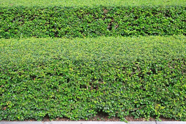 Grün Hinterlässt Mauerzaunhintergrund Gartendekoration — Stockfoto