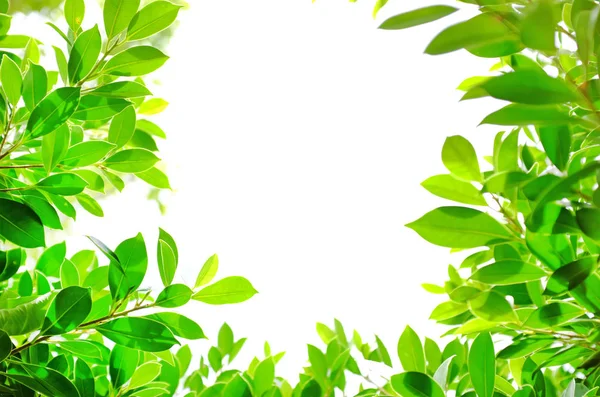 Fresh Green Nature Tree Leaves Background Copy Space Natural Background — ストック写真