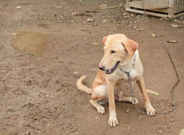 Bir zincir üzerinde Tay köpek.