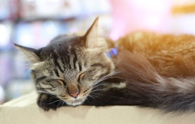 Taylandlı bir kedi uyuyor..