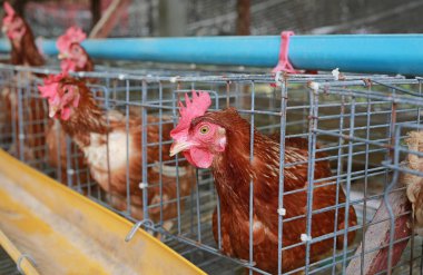 Yumurta çiftliği, pil kafeslerindeki tavuklar yumurtluyor.