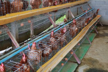Yumurta tavuk, tavuk kafesleri endüstriyel gruptaki