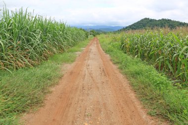 Köy yolu. Genç mısır ve baston tarlasının yeşil alanı.
