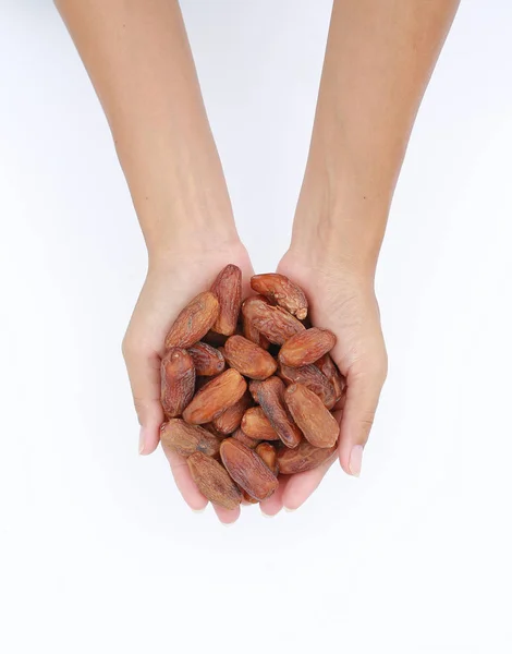 Hands Holding Date Palm Phoenix Dactylifera Fehér Alapon — Stock Fotó