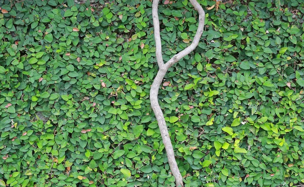 뿌리에 — 스톡 사진