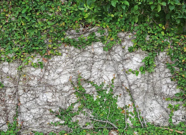 Branches of trees on brick walls and tree root