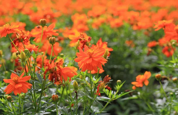 Narancssárga Cosmos Virágok Parkban — Stock Fotó