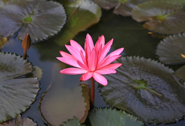 Bellissimo Fiore Loto Rosa Fiorito — Foto Stock