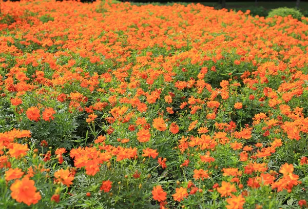 Fiori Cosmo Arancione Nel Parco — Foto Stock
