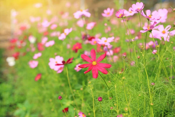 Bela Flor Cosmos Jardim Verão Com Raios Luz Solar Natureza — Fotografia de Stock