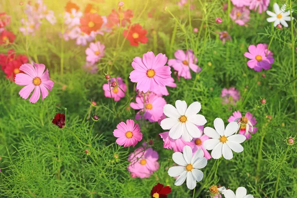 Fermer Cosmos Fleur Floraison Dans Jardin Été Champ Dans Nature — Photo