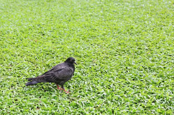 Pombo Grama Verde — Fotografia de Stock