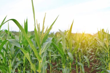 Genç yeşil mısır tarlası bulutlu arka planda güneş ışığıyla gökyüzüne karşı
