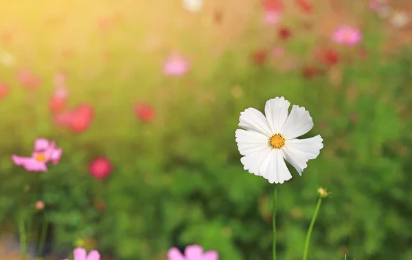 Gros Plan Fleur Cosmos Blanc Fleurissant Dans Jardin Été Champ — Photo