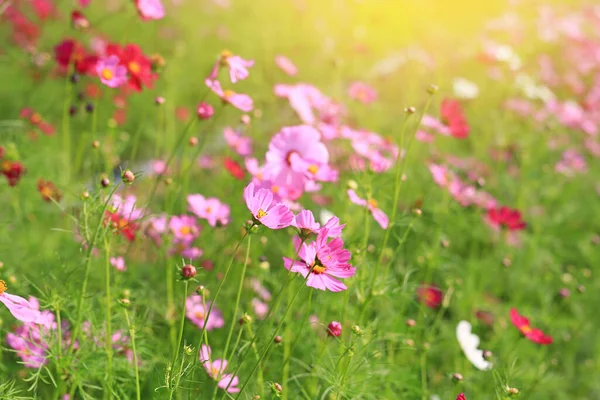 Frumos Cosmos Floare Grădina Vară Raze Lumină Solară Natură — Fotografie, imagine de stoc