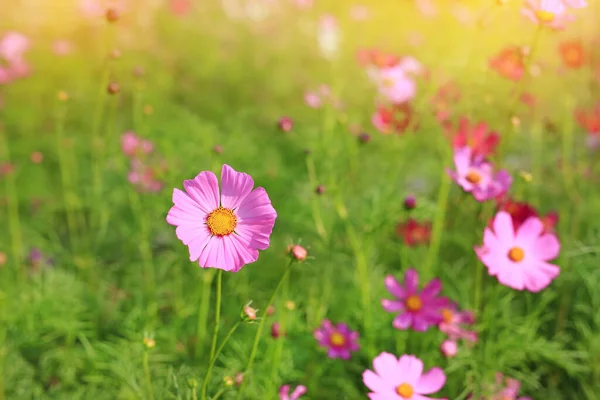 Flor Cosmos Rosa Roja Floreciendo Campo Jardín Verano Con Rayos — Foto de Stock