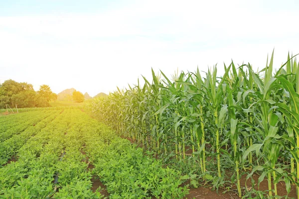 Young green corn and peanut tree in agriculture field plantations against sky with clouds and sunlight through.