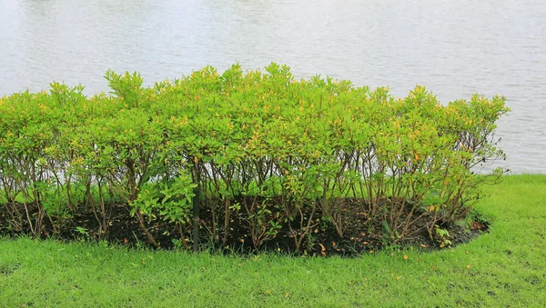 Blumenstrauch Der Nähe Von Teich Auf Dem Hintergrund Des Wassers — Stockfoto