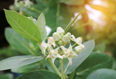 Taç çiçeği. Calotropis veya Dok rak (Taylandca aşk çiçeği))